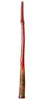 Tristan O'Meara Bell Trim Didgeridoo (TM421)
